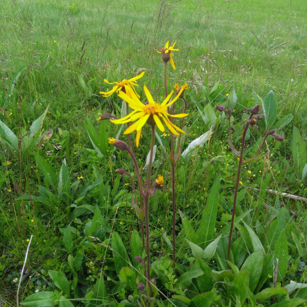 羊菊