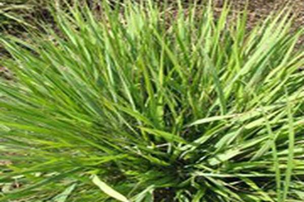 Schizachyrium scoparium \x27Standing Ovation\x27 Schizachyrium scoparium \x27Standing Ovation\x27