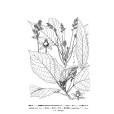 小花斑籽 小花斑籽