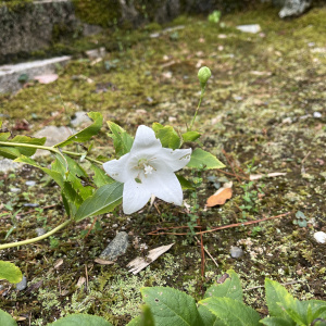 Platycodon grandiflorus