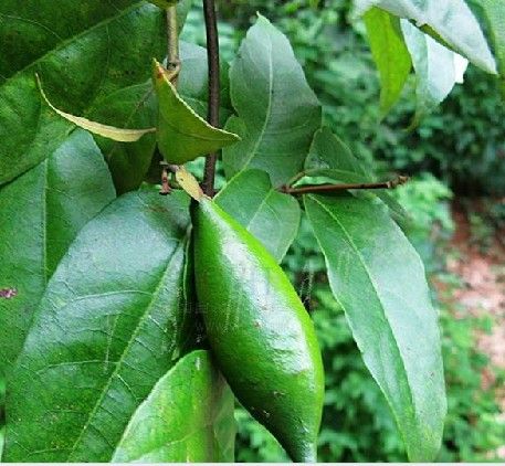廣東匙羹藤(豬滿芋) 廣東匙羹藤(豬滿芋)