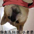 基本接龍法 基本接龍法