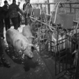 膠水豬 膠水豬