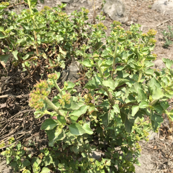Ophryosporus floribundus