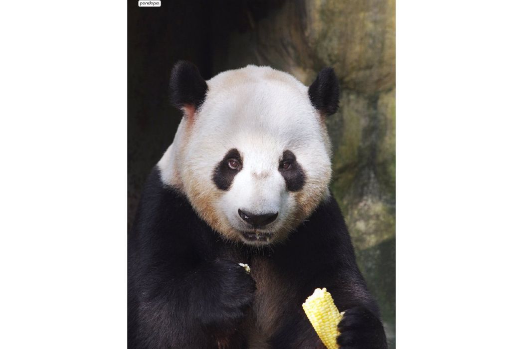 雙好 雙好