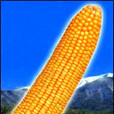 丹玉77號 丹玉77號