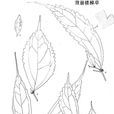 背崩樓梯草 背崩樓梯草