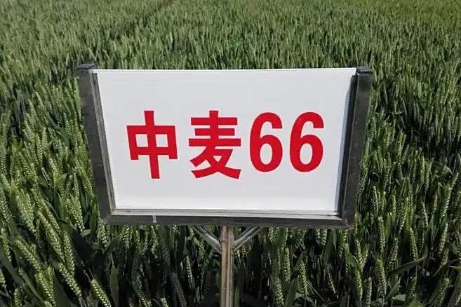 中麥66 中麥66
