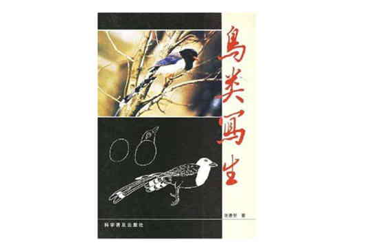 鳥類寫生 鳥類寫生