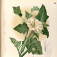 白花曼陀羅(白曼陀羅) 白花曼陀羅(白曼陀羅)