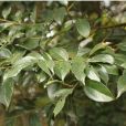 厚殼桂(硬殼槁) 厚殼桂(硬殼槁)