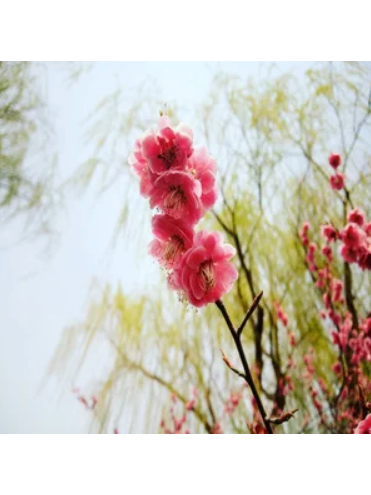 Spring Mind Spring Mind