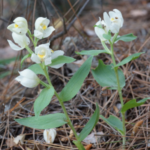 Cephalanthera kotschyana