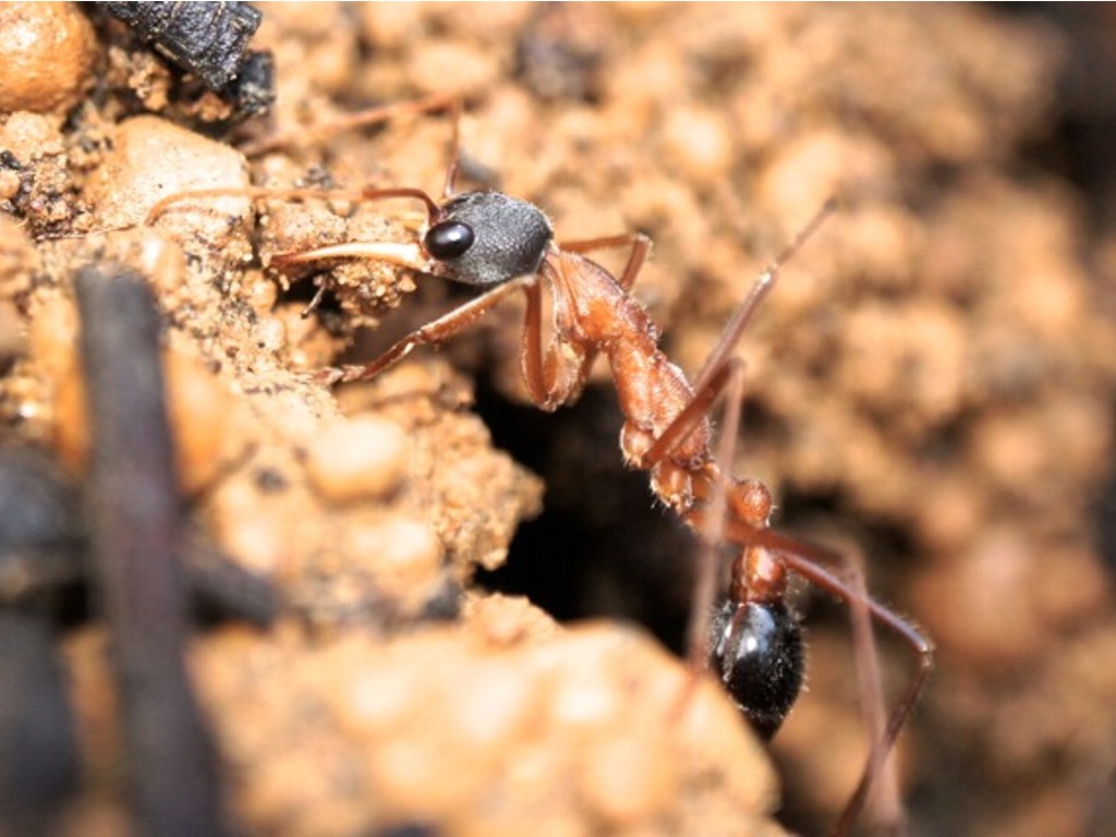 黑頭牛蟻