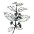 大紐子花 大紐子花