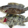 長棘石斑魚 長棘石斑魚