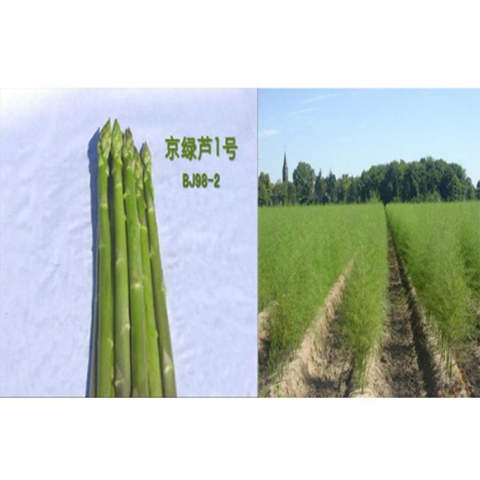 京綠蘆1號