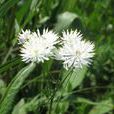 瓣蕊唐松草(瓣蕊唐松草) 瓣蕊唐松草(瓣蕊唐松草)