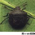 稻蝽 稻蝽