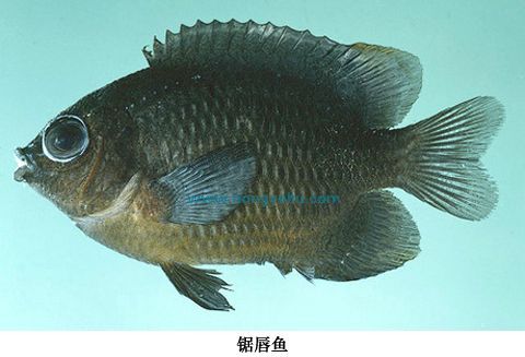 鋸唇魚 鋸唇魚