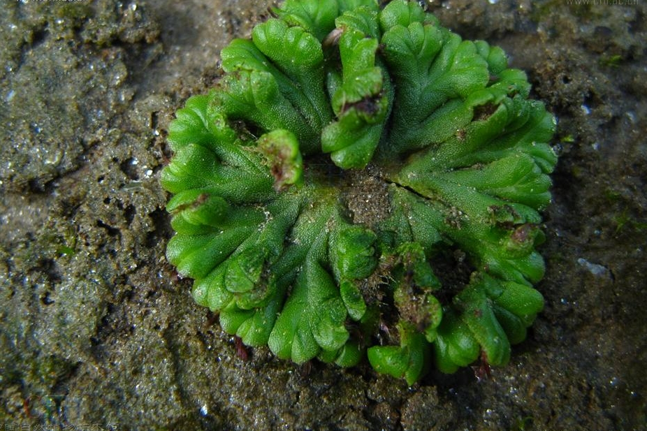 擬復叉苔屬 擬復叉苔屬