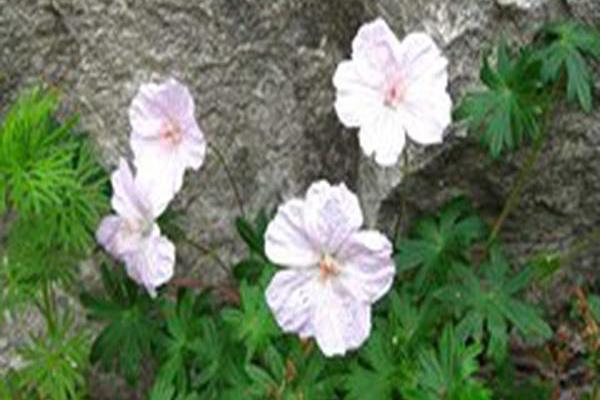 Geranium macrorrhizum \x27Ingwersens Variety\x27