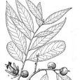 花冠檐 花冠檐
