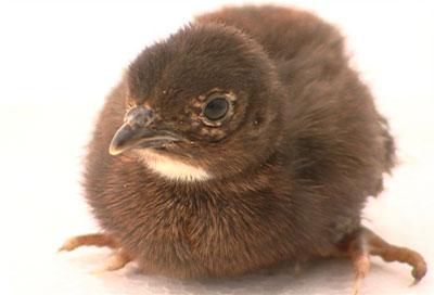 黑孔雀幼雛