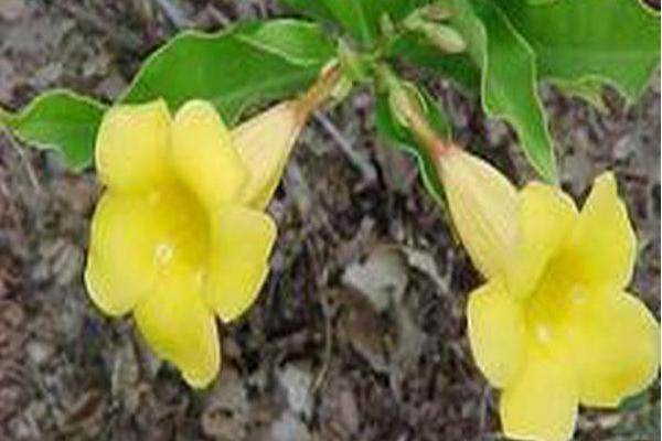 Allamanda schottii Allamanda schottii