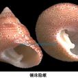鑲珠隱螺 鑲珠隱螺