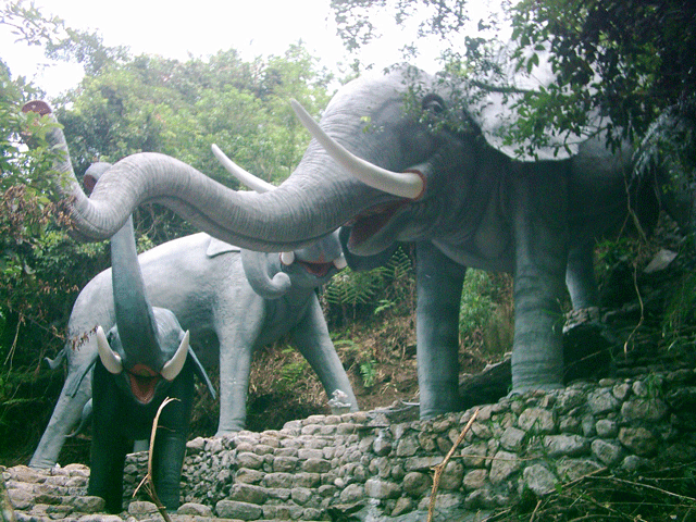 熱帶雨林大象
