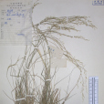 湖北落芒草 湖北落芒草