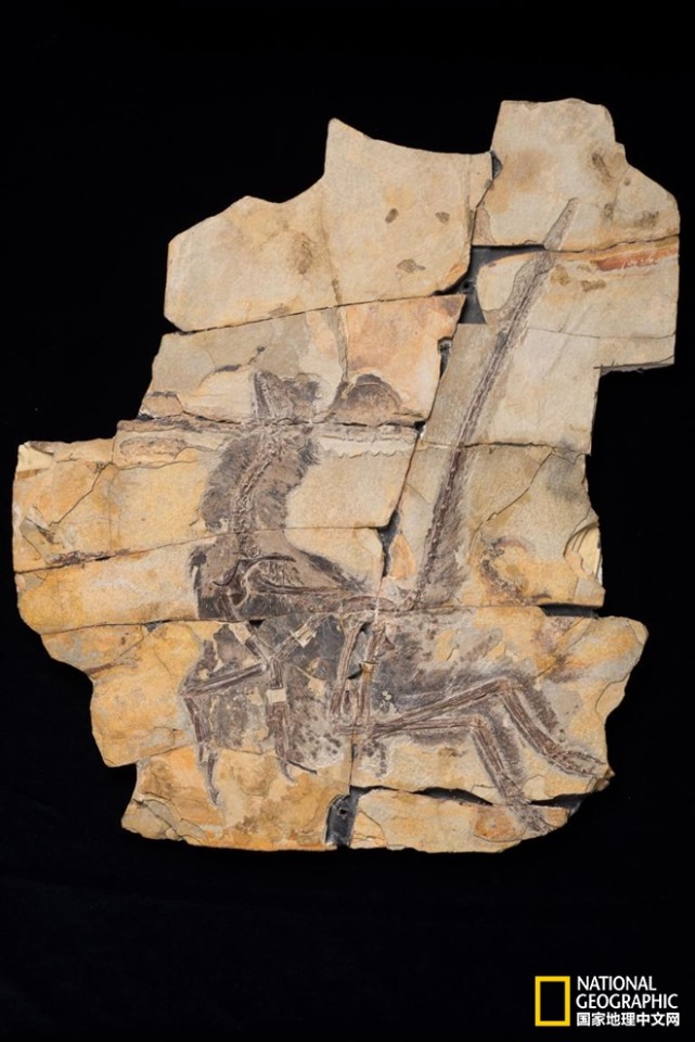 孫氏絲鳥龍化石