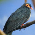 漂鳥(鳥類) 漂鳥(鳥類)