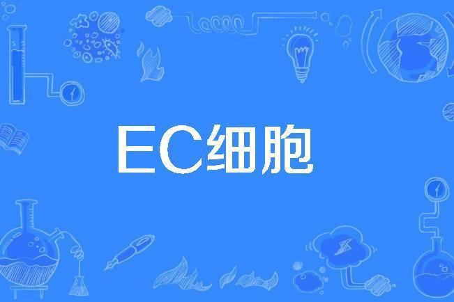 EC細胞 EC細胞