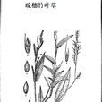 疏穗竹葉草 疏穗竹葉草