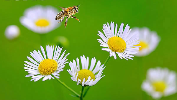 蜜蜂傳播花粉
