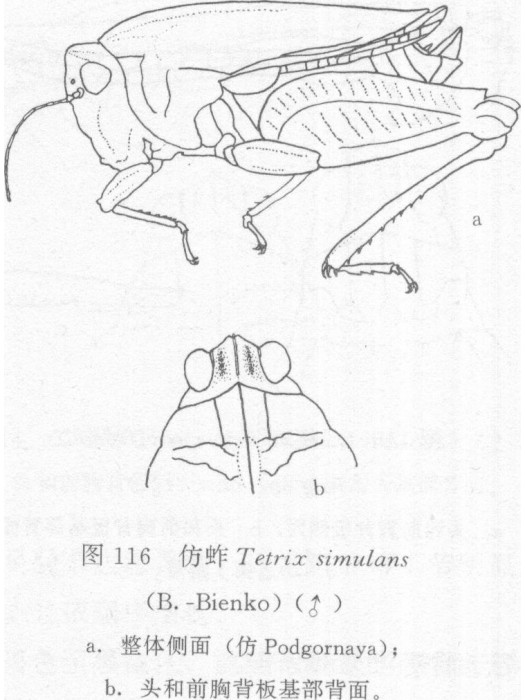 仿蚱 仿蚱