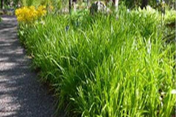 Carex grayi