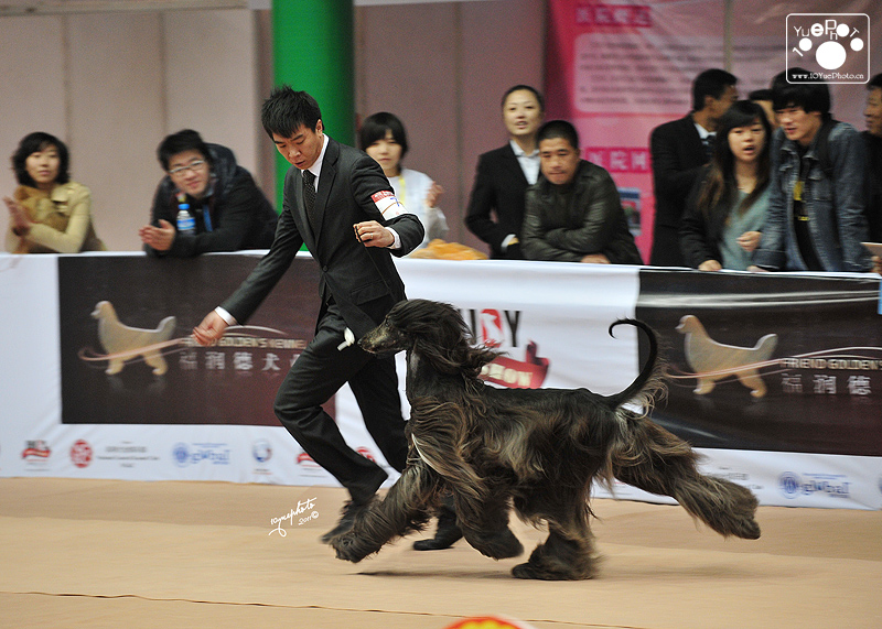 AKC南京全犬種俱樂部賽事