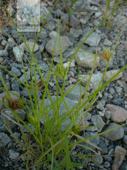 草莎薹組 草莎薹組