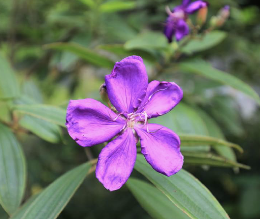 角莖蒂牡花 角莖蒂牡花
