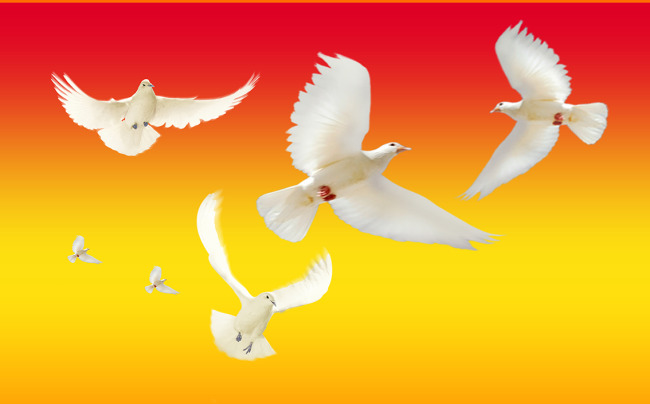 和平鴿(和平象徵)