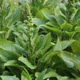 毛蕊花 毛蕊花