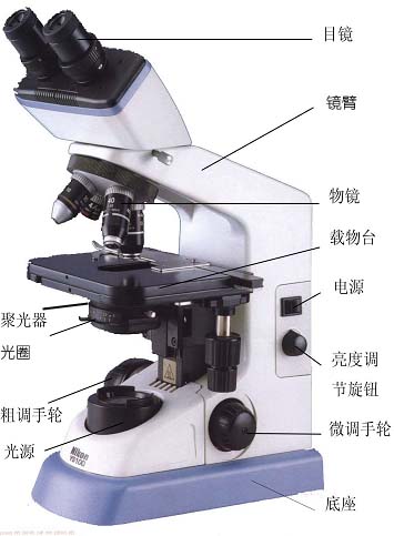 顯微鏡結構圖