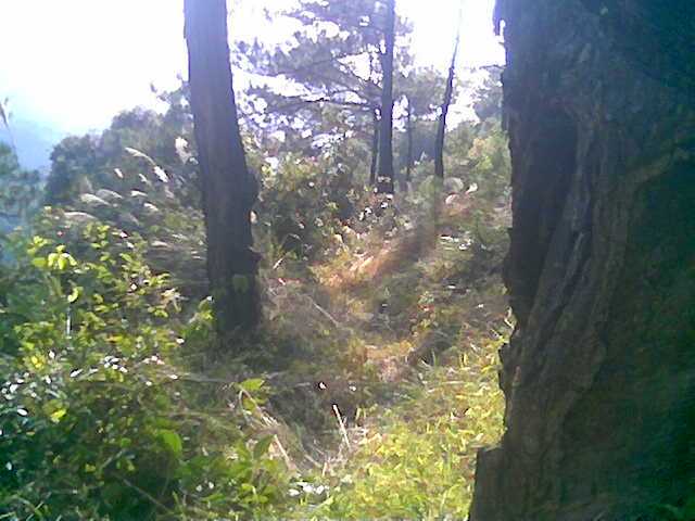大羅垌村 大羅垌村
