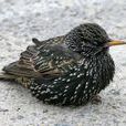 歐椋鳥 歐椋鳥