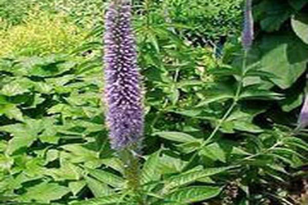 Veronicastrum virginicum \x27Temptation\x27 Veronicastrum virginicum \x27Temptation\x27