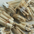 牛齒 牛齒