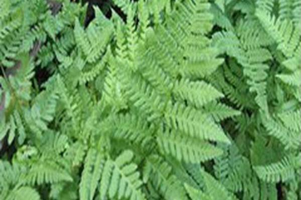 Dryopteris dilatata Dryopteris dilatata